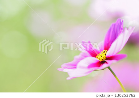 いつか見た　コスモス畑 130252762