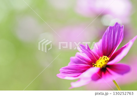 いつか見た コスモス畑 いつか見た コスモス畑 130252763