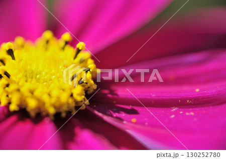 いつか見た　コスモス畑 130252780