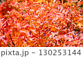 鮮やかな紅葉 130253144