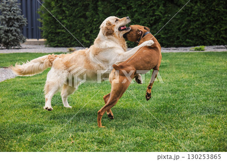 Golden Retriever and German Boxer dogs joyfully wrestling on a green lawn in backyard, full of playful energy and motion Golden Retriever and German Boxer dogs joyfully wrestling on a green lawn in backyard, full of playful energy and motion 130253865