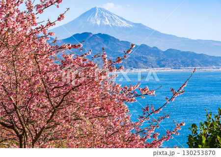【静岡県】早咲き桜咲く薩埵峠（さった峠）から富士山を望む 130253870