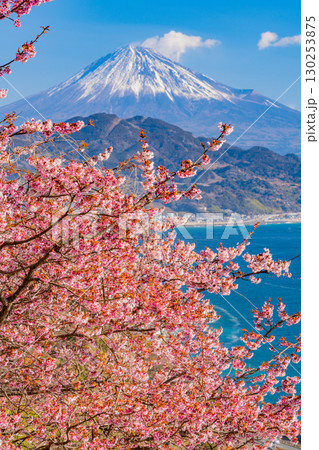 【静岡県】早咲き桜咲く薩埵峠（さった峠）から富士山を望む 130253875