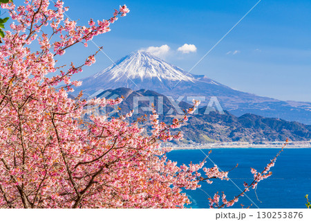 【静岡県】早咲き桜咲く薩埵峠(さった峠)から富士山を望む 【静岡県】早咲き桜咲く薩埵峠(さった峠)から富士山を望む 130253876
