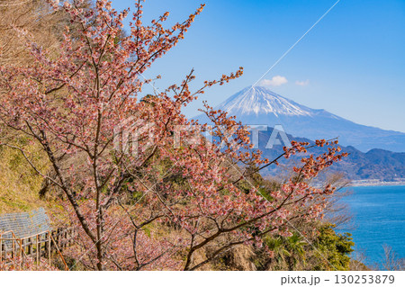 【静岡県】早咲き桜咲く薩埵峠(さった峠)から富士山を望む 【静岡県】早咲き桜咲く薩埵峠(さった峠)から富士山を望む 130253879