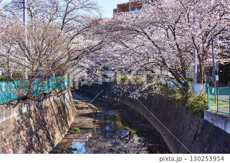 神奈川県川崎市　麻生川の桜並木 130253954