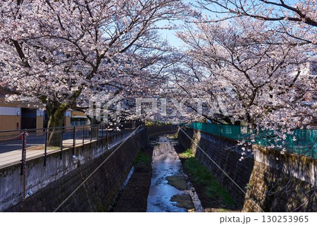 神奈川県川崎市　麻生川の桜並木 130253965
