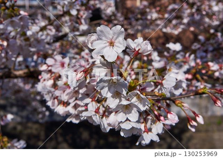 神奈川県 麻生川の桜 神奈川県 麻生川の桜 130253969
