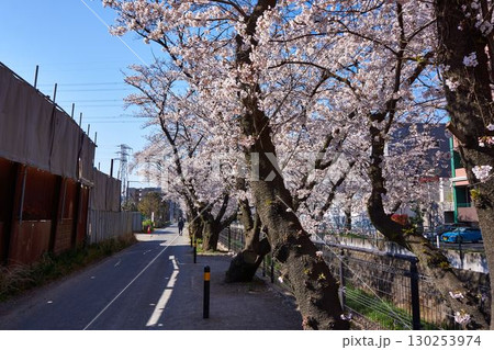 神奈川県　麻生川の桜 130253974