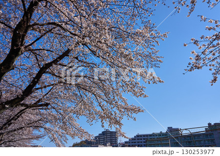 神奈川県 麻生川の桜 神奈川県 麻生川の桜 130253977