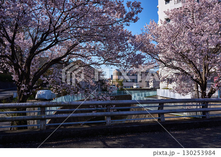 神奈川県川崎市　麻生川の桜 130253984