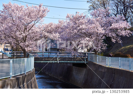 神奈川県川崎市 麻生川の桜 神奈川県川崎市 麻生川の桜 130253985