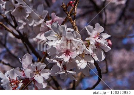 神奈川県川崎市 麻生川の桜 神奈川県川崎市 麻生川の桜 130253986