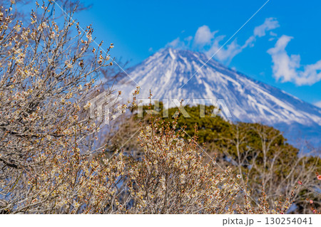 【静岡県】岩本山公園の梅と富士山 130254041
