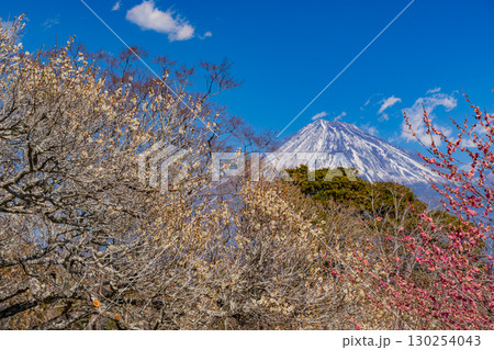 【静岡県】岩本山公園の梅と富士山 130254043