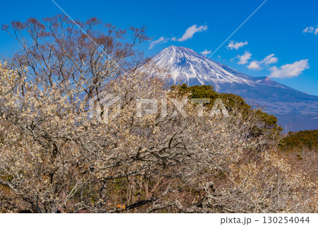 【静岡県】岩本山公園の梅と富士山 【静岡県】岩本山公園の梅と富士山 130254044