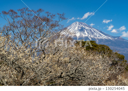 【静岡県】岩本山公園の梅と富士山 130254045
