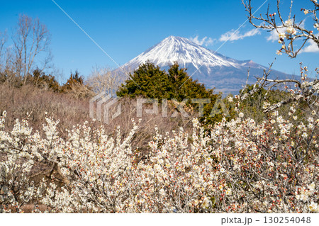 【静岡県】岩本山公園の梅と富士山 130254048