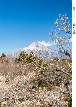 【静岡県】岩本山公園の梅と富士山 【静岡県】岩本山公園の梅と富士山 130254053