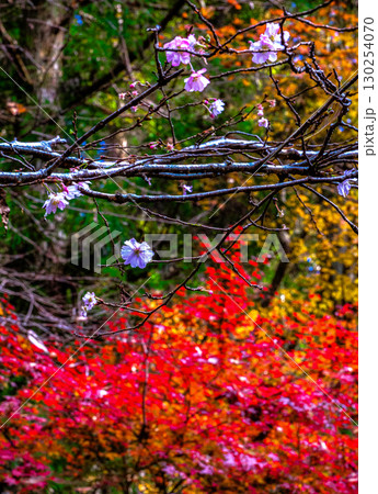 紅葉と散りゆく桜 紅葉と散りゆく桜 130254070