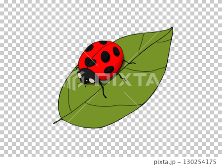 瓢蟲 瓢蟲 130254175