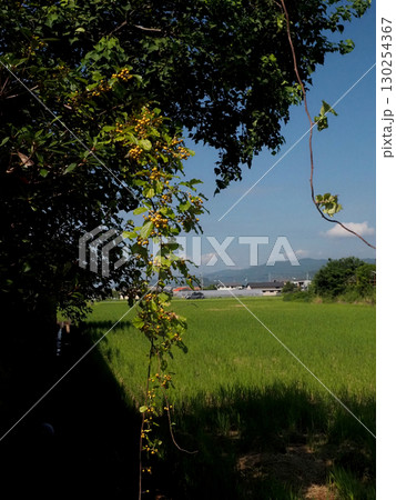 黄色い実をつけたツルウメモドキ（蔓梅擬のツルと夏の終わりの香長平野） 130254367