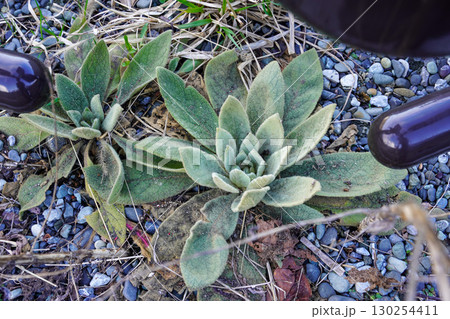 ビロードモウズイカのロゼット ビロードモウズイカのロゼット 130254411