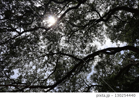 緑の葉の木々の枝の間から太陽の光りが漏れる大樹を見上げた風景 130254440