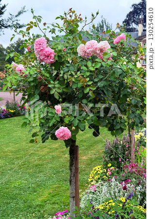 A carefully pruned rose tree with blooming pink roses stands in a flower-filled public garden. Floral design and seasonal curation in public spaces, color theory in gardens, ornamental design, A carefully pruned rose tree with blooming pink roses stands in a flower-filled public garden. Floral design and seasonal curation in public spaces, color theory in gardens, ornamental design, 130254610