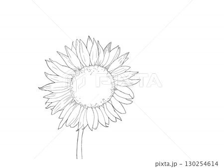 ひまわり(塗り絵) ひまわり(塗り絵) 130254614