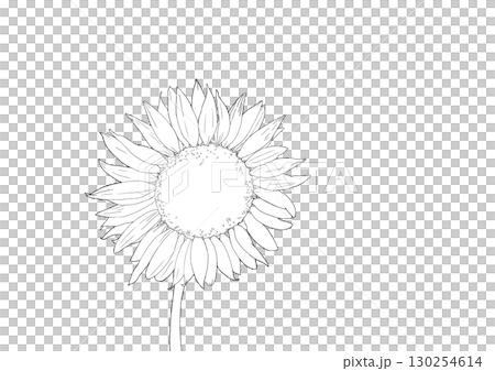 ひまわり(塗り絵) ひまわり(塗り絵) 130254614