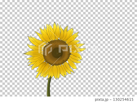 sunflower sunflower 130254615