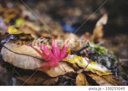 紅葉 紅葉 130255040