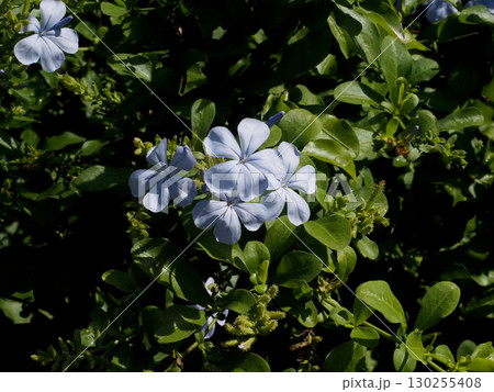 日ざしを浴びたルリマツリ(水色のプルンバゴの花) 日ざしを浴びたルリマツリ(水色のプルンバゴの花) 130255408