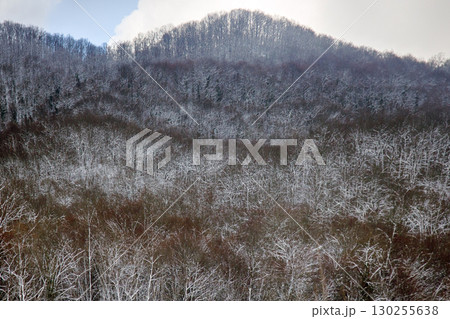 Subtropical deciduous forests during cold weather and snowfall Subtropical deciduous forests during cold weather and snowfall 130255638