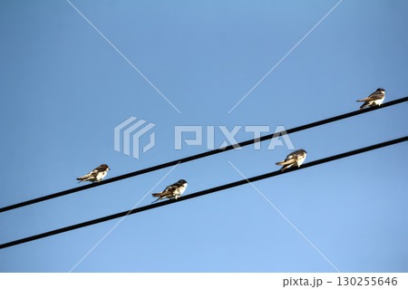 House martins on power lines in autumn House martins on power lines in autumn 130255646