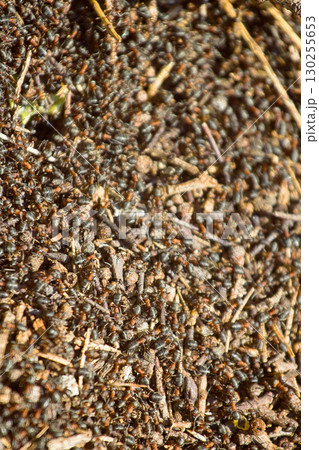 ants moving in anthill 130255653