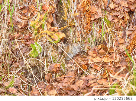 mouse - arge-toothed redback vole mouse - arge-toothed redback vole 130255668