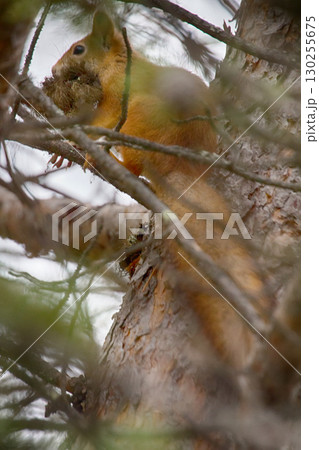 Animal mouth ful of moss Animal mouth ful of moss 130255675