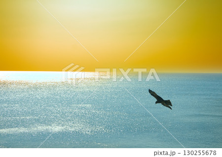 The sea eagles. Kites over the Indian ocean The sea eagles. Kites over the Indian ocean 130255678