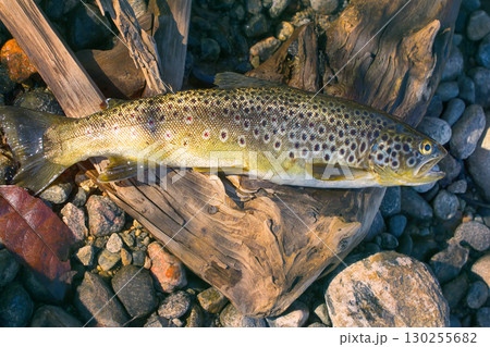 Caught by spinning brown trout (Salmo trutta fario) Caught by spinning brown trout (Salmo trutta fario) 130255682