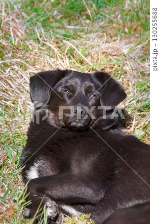 Mongrel dog sleeping on green grass. Mongrel dog sleeping on green grass. 130255688