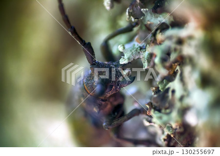 Longhorn beetle crawling on oak 130255697