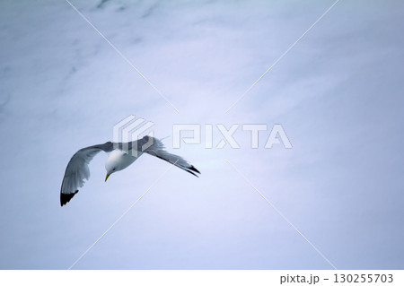 Kittiwakes are one of few bird species that fly to North pole Kittiwakes are one of few bird species that fly to North pole 130255703
