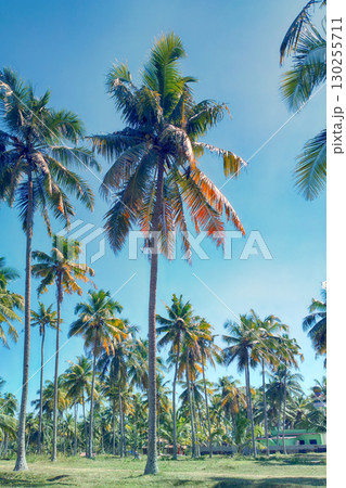Coconut palms on shore of Indian ocean Coconut palms on shore of Indian ocean 130255711