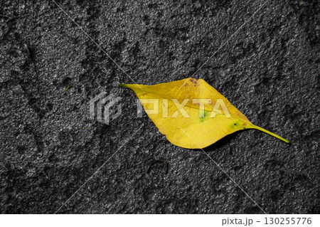 Yellow leaves fall on the stone floor. 130255776