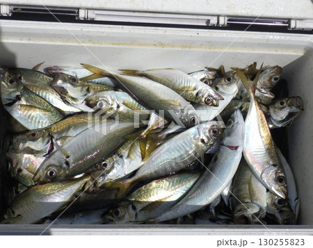 たくさんの鯵 130255823