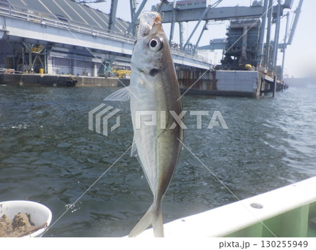 アジが釣れたよ 130255949