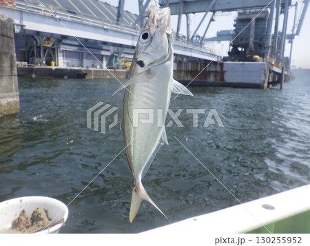 アジが釣れたよ 130255952