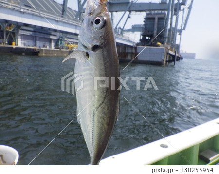アジが釣れたよ アジが釣れたよ 130255954